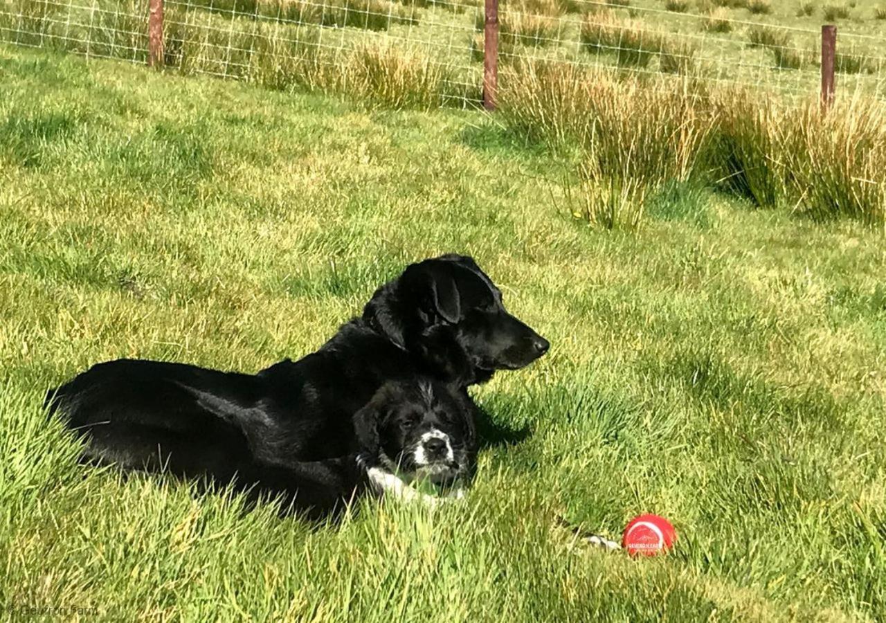 Dog Friendly Cottage, Geufron Farm Near Tywyn Bryn-crug المظهر الخارجي الصورة